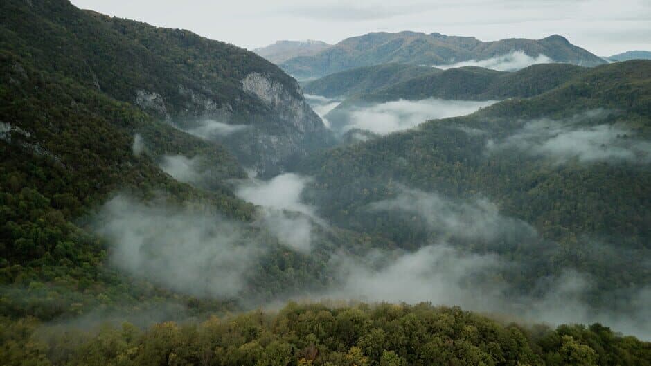Wordless Forest screenshot 4