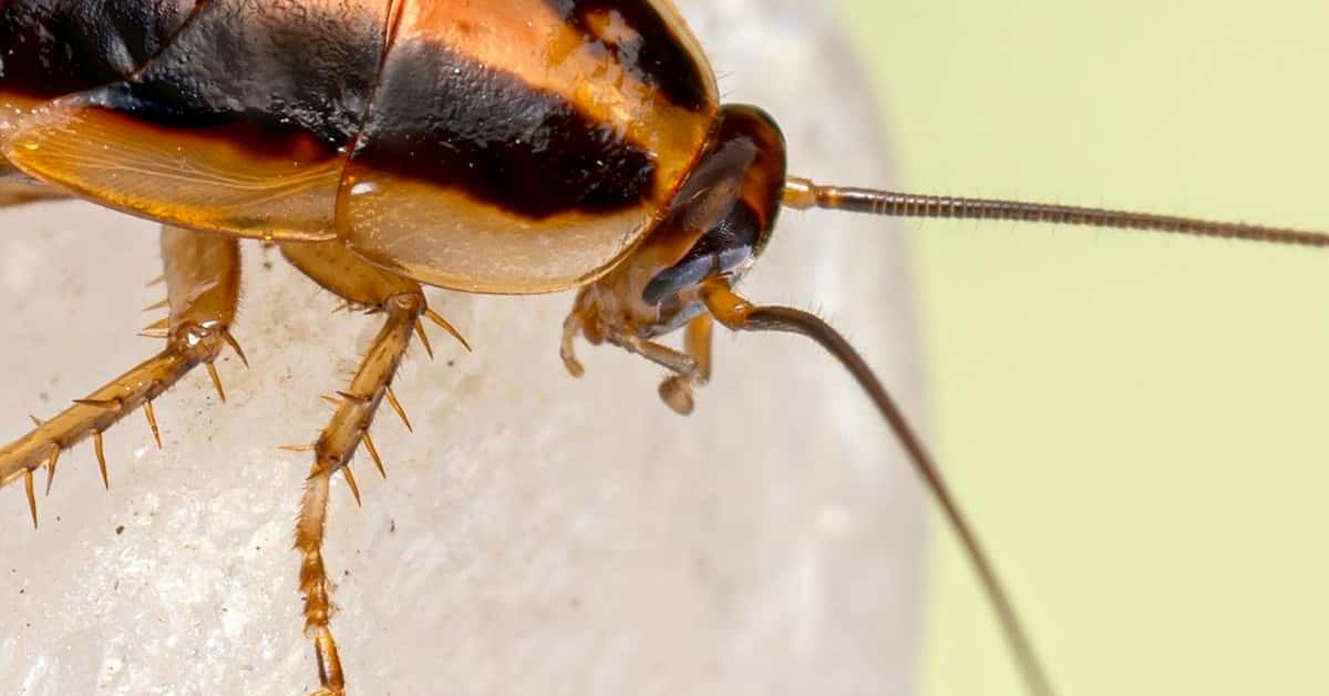 The Witcher's Roach Naming Mystery Solved in Latest Book