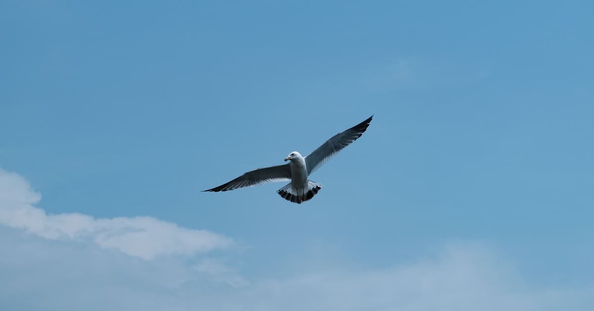 A seagull gracefully flying against a clear blue sky with its wings spread wide.