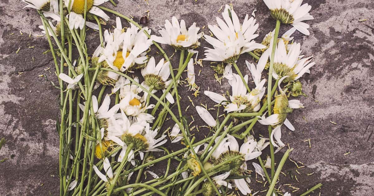 A collection of wilted marguerite daisies scattered on a rough textured surface.