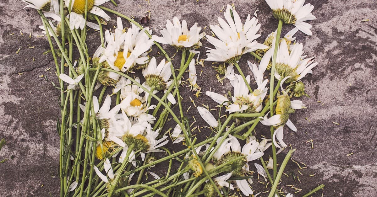 A collection of wilted marguerite daisies scattered on a rough textured surface.