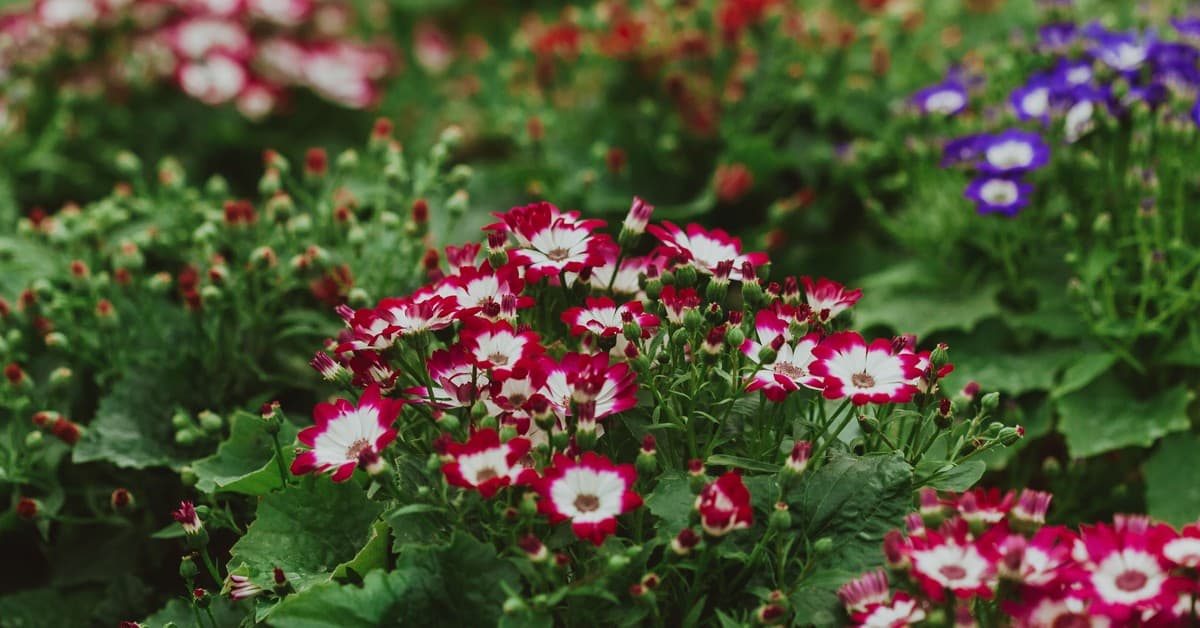Grow A Garden 2 Blooms to Success: 300 Million Roblox Visits in First Week