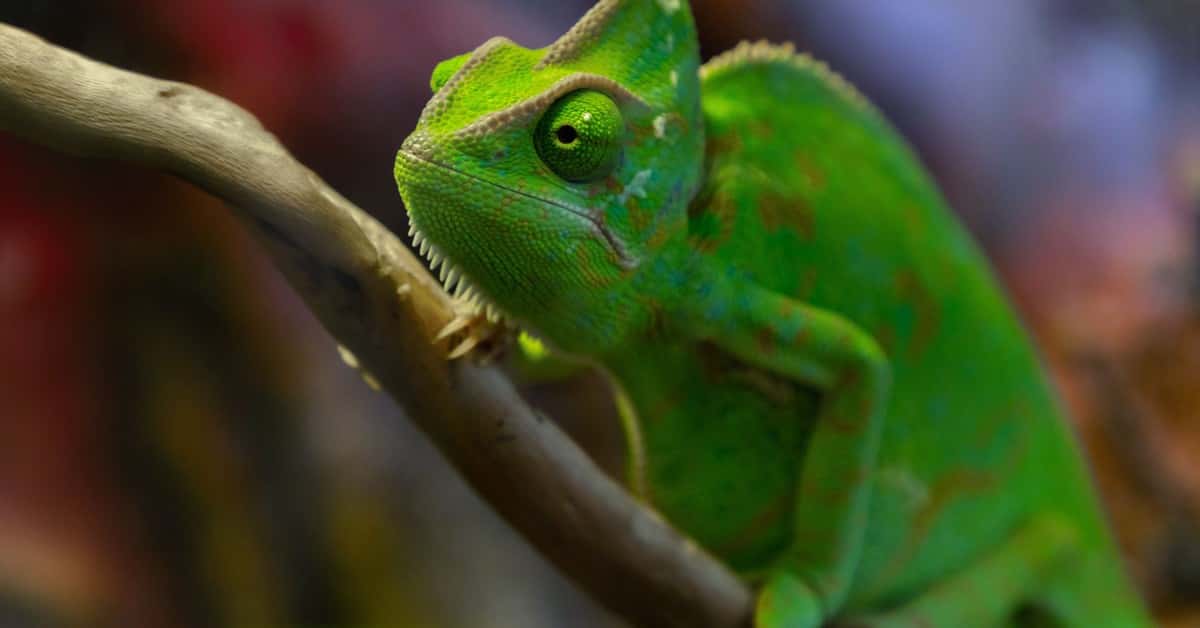 Meccha Chameleon Surpasses 7 Million Sales as Players Recreate Mona Lisa In-Game