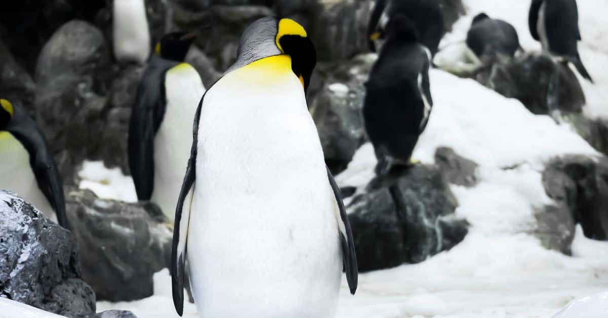 Penguin Colony: A Lonely, Scary, Awkward, and Cosmically Intriguing Penguin Life Simulator