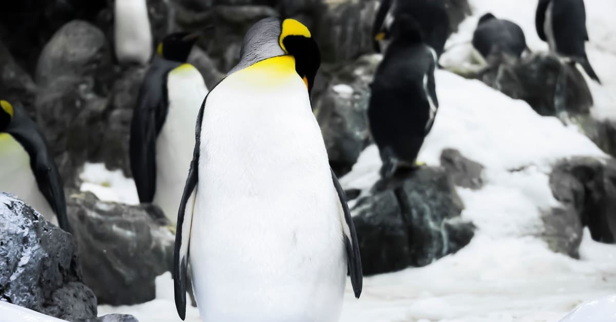 Penguin Colony: A Lonely, Scary, Awkward, and Cosmically Intriguing Penguin Life Simulator