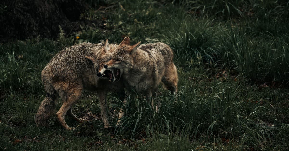 Two coyotes playfully interacting in a lush grassy field, showcasing wildlife behavior.
