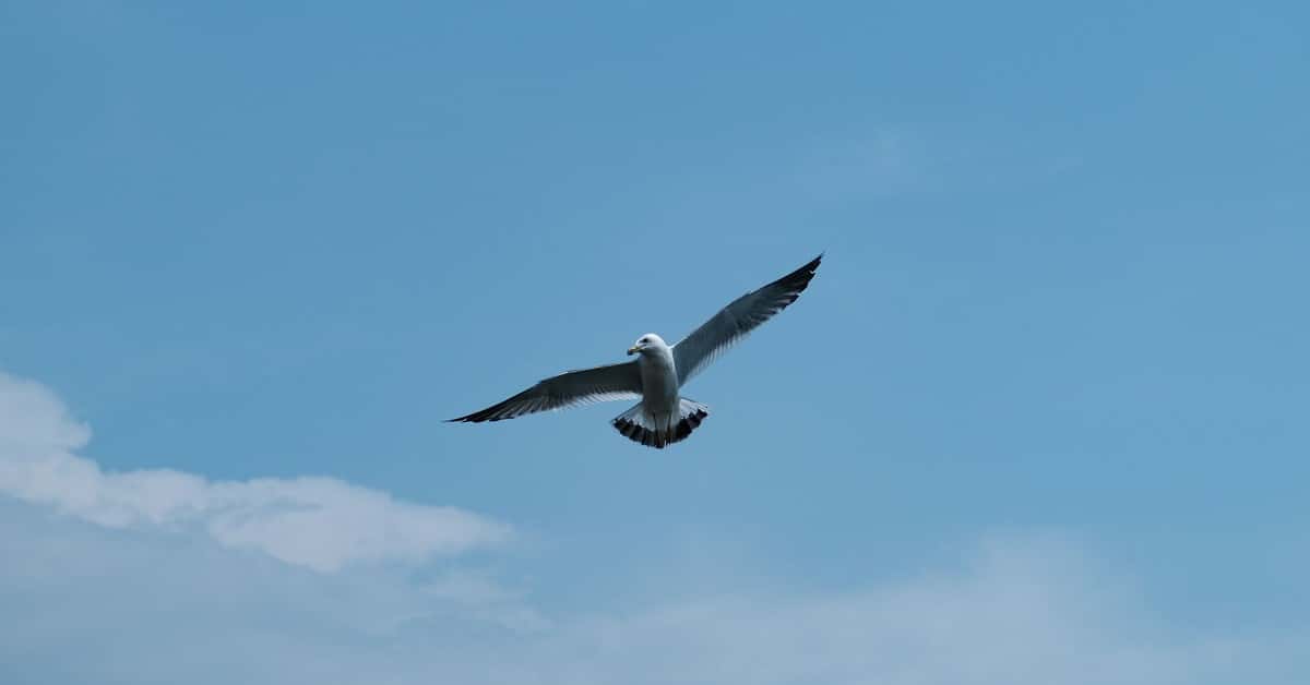 A seagull gracefully flying against a clear blue sky with its wings spread wide.