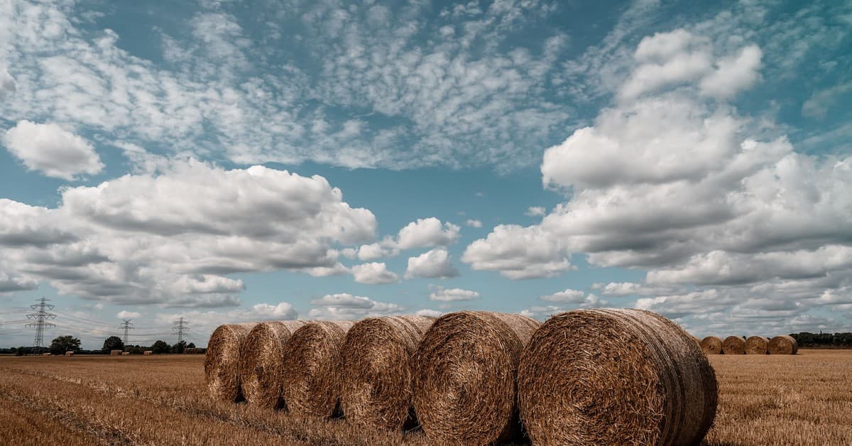 Steam's Haystack Clone Wave Exposes the Platform's Slopification Problem